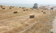 Organic Hay Field
